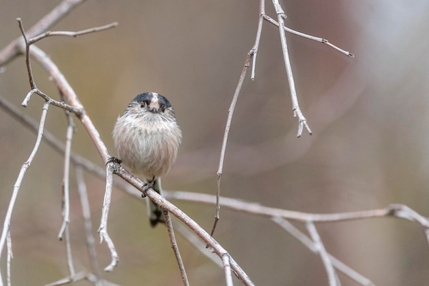 Schwanzmeise (Aegithalos caudatus) Granada, Spanien