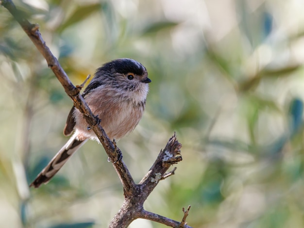 Schwanzmeise (Aegithalos Caudatus). Vogel in seiner natürlichen Umgebung.