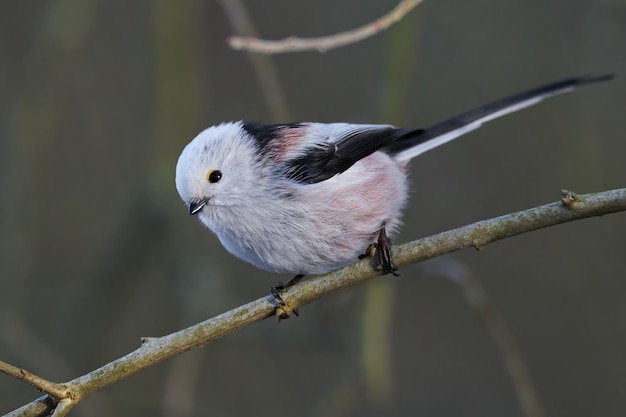 Schwanzmeise Aegithalos caudatus