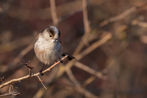 Schwanzmeisen Aegithalos caudatus in freier Wildbahn.