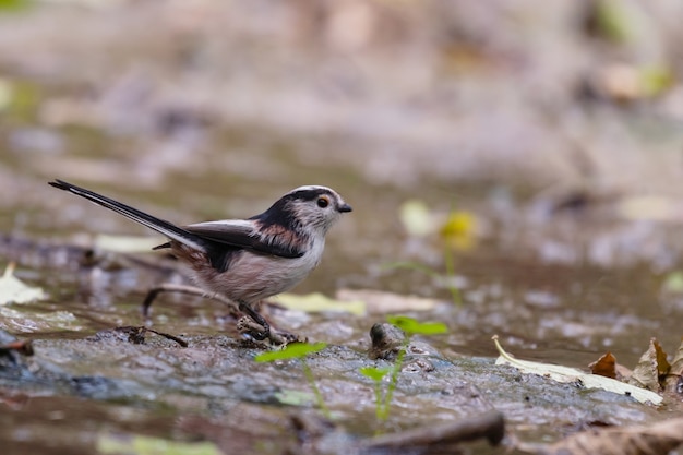 Schwanzmeisen Aegithalos caudatus in freier Wildbahn.