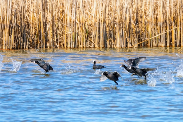 Schwarm eurasischer Blässhühner, die über dem Wasser abheben