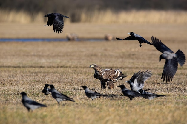 Schwarm Krähen fliegen um Seeadler herum, die im Winter auf dem Boden sitzen