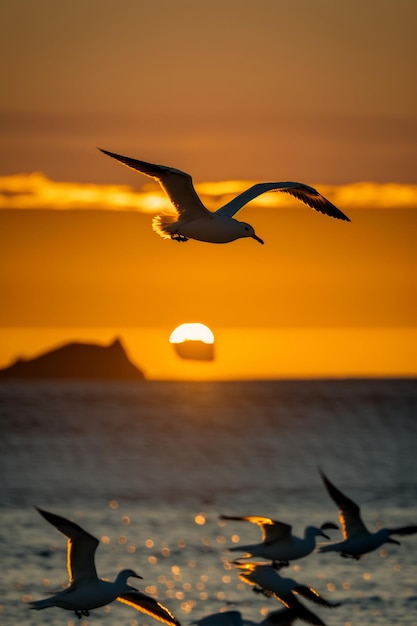 Schwarm Möwen, die bei Sonnenuntergang über dem Meer fliegen, generative KI