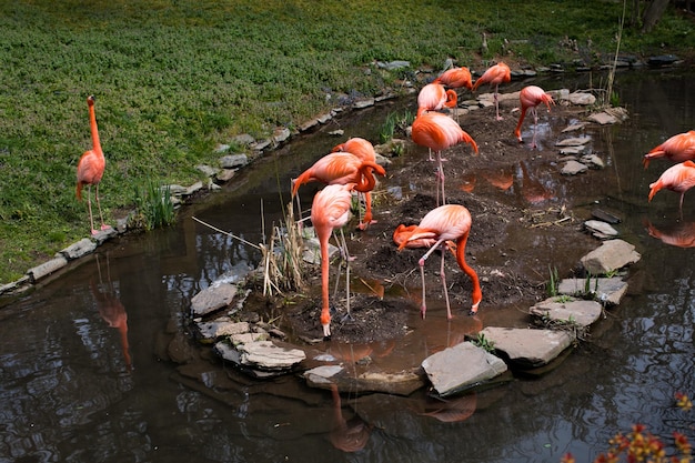 Schwarm rosa Flamingos in einem Teich im Zoo von Philadelphia