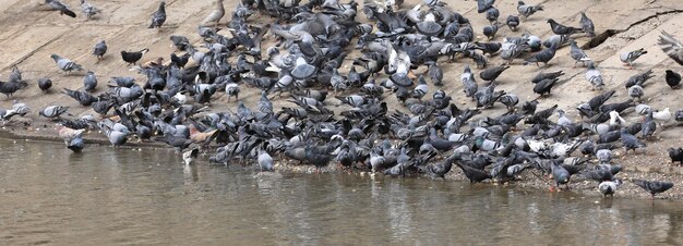 Schwarm Stadttauben am Ufer