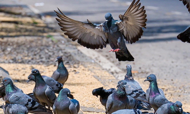 Schwarm Tauben, die auf der Straße laufen und fliegen