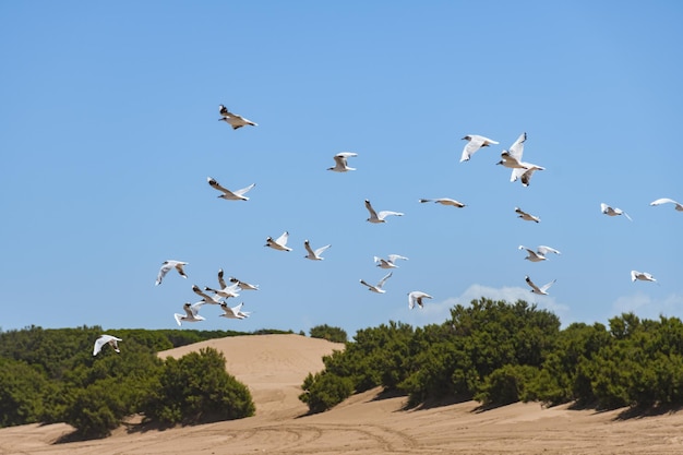 Schwarm weißer Möwen im Flug mit einer Sanddüne am Strand im Hintergrund