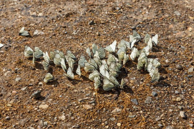 Schwarz-geäderte weiße Schmetterlinge auf dem Boden. Aporia crataegi