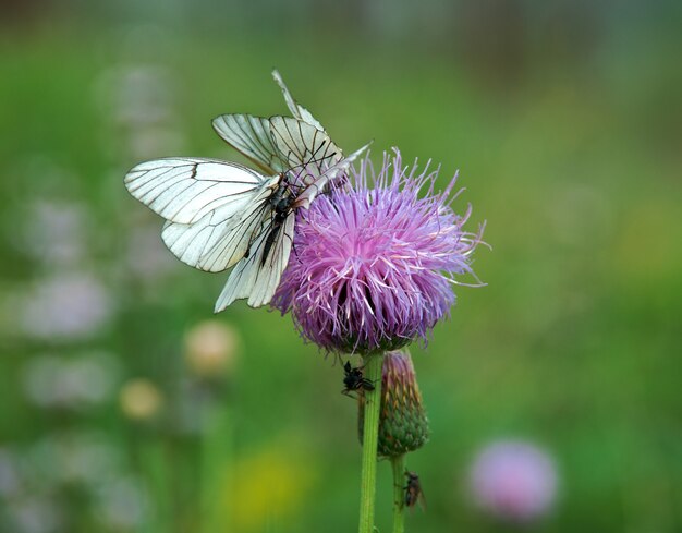 Schwarz geäderter weißer Schmetterling