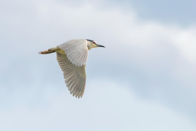 Schwarz gekrönter Nachtreiher im Kampf gegen blauen Himmel (Nycticorax nycticorax)