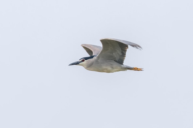 Foto schwarz gekrönter nachtreiher im kampf gegen blauen himmel (nycticorax nycticorax)