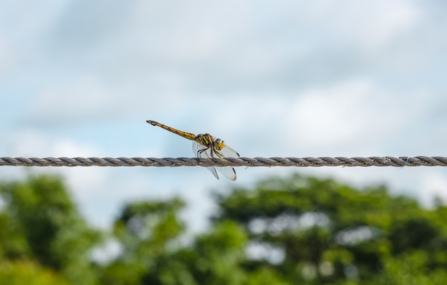 Schwarz-gelb gestreifte Libelle sitzt auf einem Wäscheleinenseil unter blauem Himmel