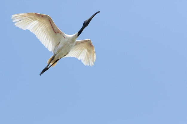 Schwarz-köpfiger Ibis, der mittlere Luft gegen klaren blauen Himmel fliegt