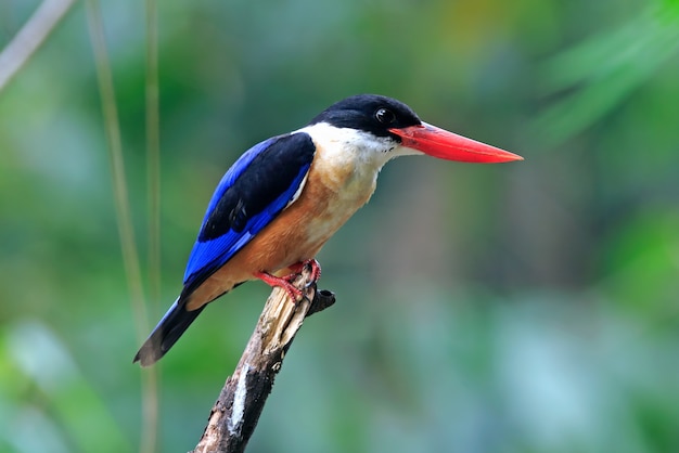 Schwarz-mit einer Kappe bedeckter Eisvogel Halcyon-pileata schöne Vögel von Thailand