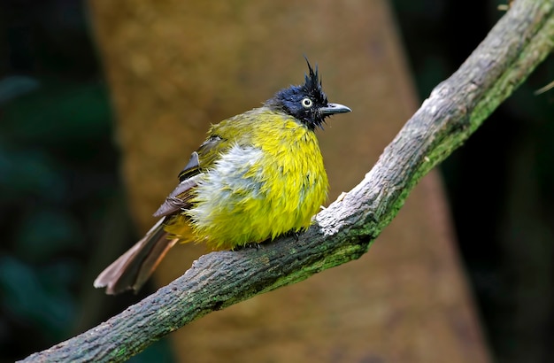 Schwarz-mit Haube Bulbul Pycnonotus flaviventris schöne Vögel von Thailand