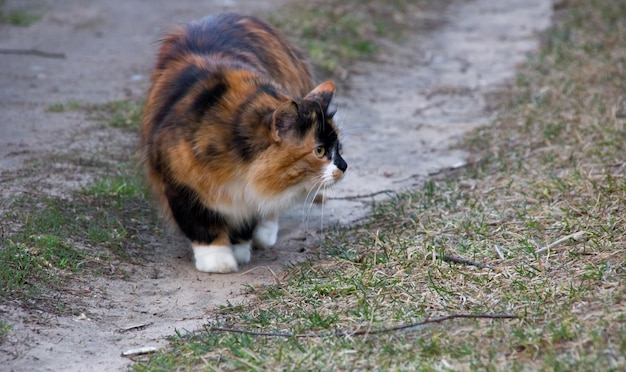 Schwarz-rot-weiße Katze jagt nach Natur