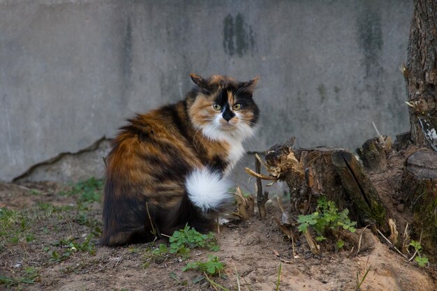 Schwarz-rot-weiße Katze jagt nach Natur