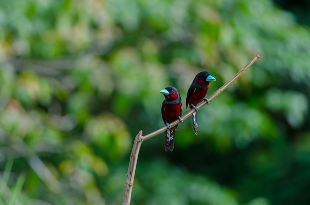 Schwarz-roter Broadbill auf einer Niederlassung