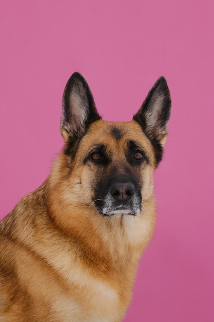 Schwarz-roter Deutscher Schäferhund Studioportrait hautnah auf rosa Hintergrund