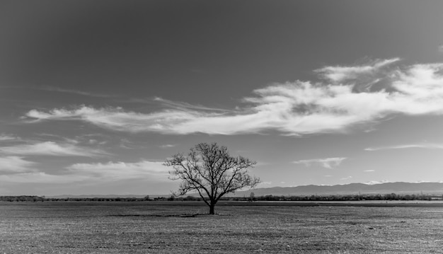 Foto schwarz und weiß, schöne landschaft, einsamer baum auf dem feld, weiße wolken