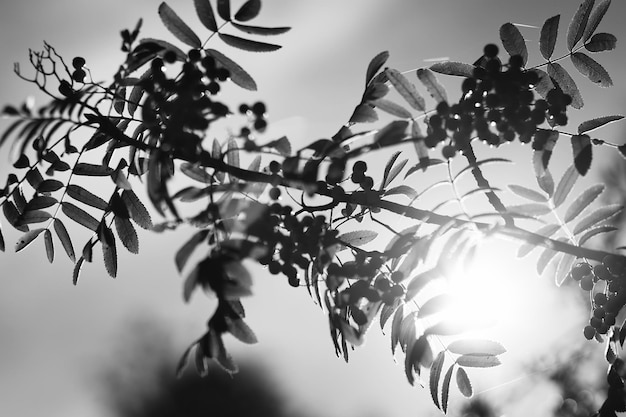 Schwarz-Weiß-Ashberry in direktem Sonnenlicht Hintergrund hd