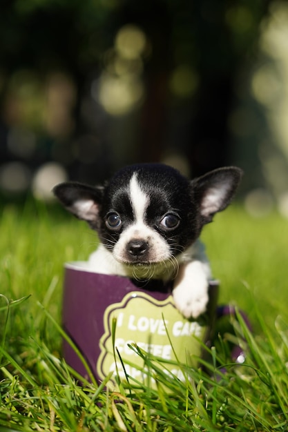 Foto schwarz-weiß-chihuahua-welpe, sitzend in einer lila tasse vor einem hintergrund im grünen gras.