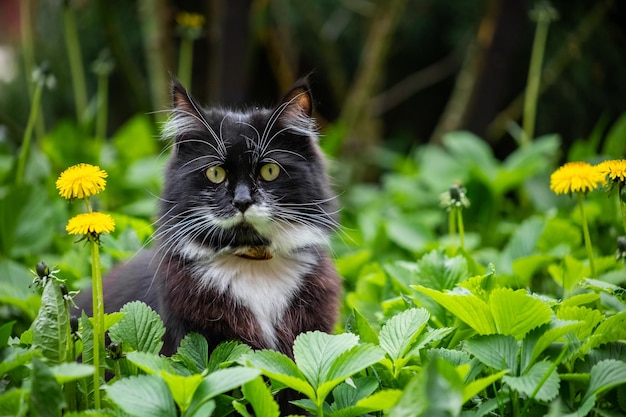 Schwarz-Weiß-Katze sitzt im Frühling im grünen Gras mit Löwenzahn