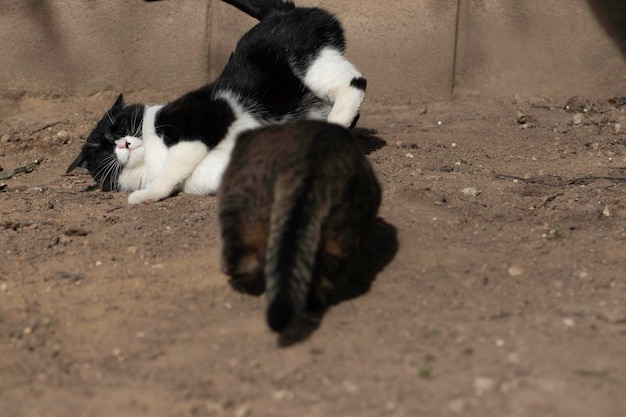 Schwarz-Weiß-Katze und Tabby-Katze spielen im Sommer auf dem Boden