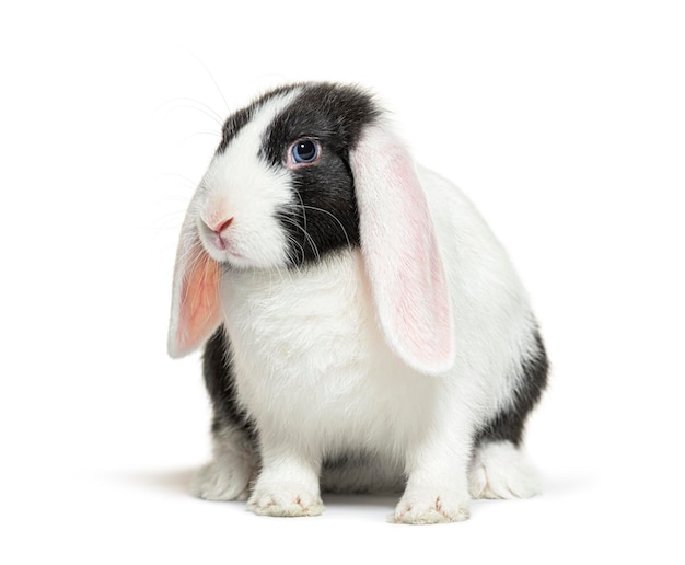 Foto schwarz-weiß-lop-kaninchen mit blauen augen