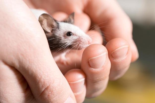 Schwarz-Weiß-Ratte auf menschlichen Händen