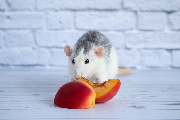 Schwarz-Weiß-Ratte isst saftig süßen und leckeren Pfirsich.