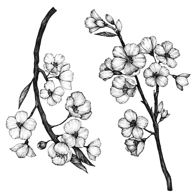 Schwarz-Weiß-Sakura-PNG-Set