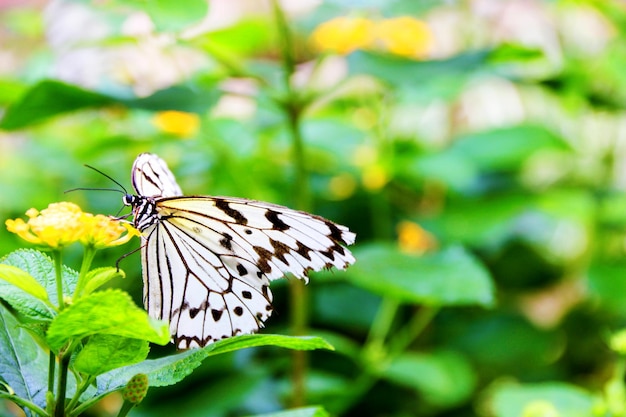 Schwarz-Weiß-Schmetterling thront auf einer gelben Blume auf grünem Hintergrund