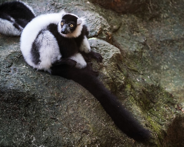 Schwarz-Weiß-Trottel Lemur klammerte sich an Ast, Lemurs Island