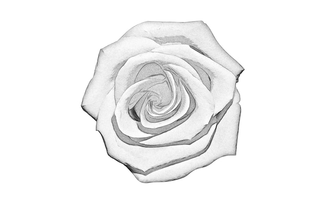 Schwarz-weiß-zeichnung einer rose auf weißem hintergrund