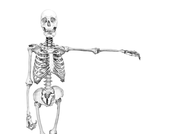 Foto schwarz-weiß-zeichnung eines menschlichen skeletts auf weißem hintergrund