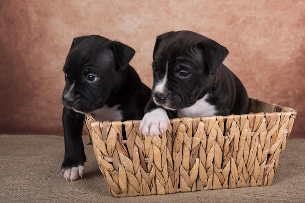 Schwarz-weiße American Staffordshire Terrier-Hunde oder AmStaff-Welpen auf braunem Hintergrund