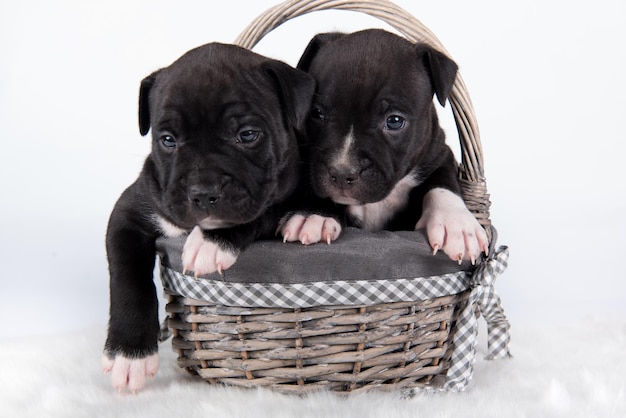 Schwarz-weiße American Staffordshire Terrier-Hunde oder AmStaff-Welpen auf weißem Hintergrund