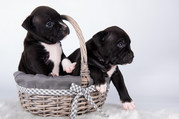 Schwarz-weiße American Staffordshire Terrier-Hunde oder AmStaff-Welpen auf weißem Hintergrund