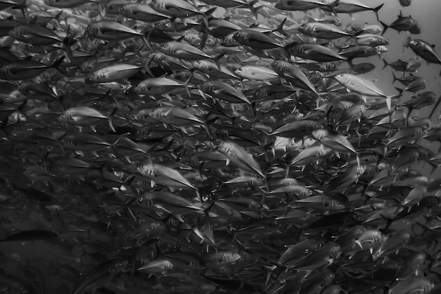 schwarz-weiße Fischgruppe / Unterwasser-Naturposter-Design