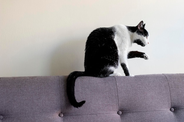 Schwarz-weiße Katze auf der Couch