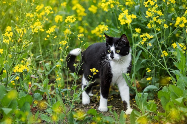 Schwarz-weiße Katze auf einem Feld mit gelben Blüten