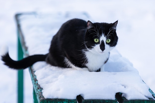 Schwarz-weiße Katze, die auf einer schneebedeckten Bank sitzt