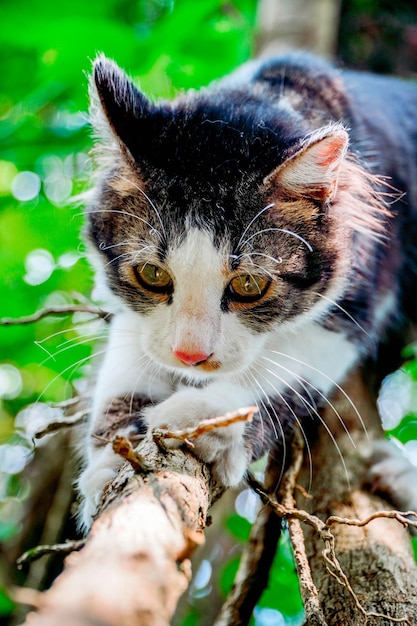 Schwarz-weiße Katze, die im Garten spielt