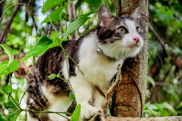 Schwarz-weiße Katze, die im Garten spielt