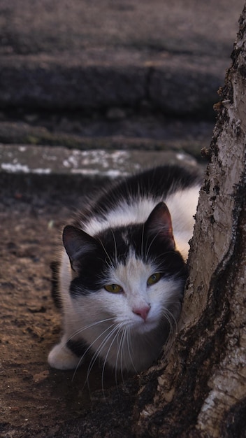 Schwarz-weiße Katze in der Nähe des Baumes