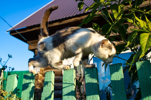 Schwarz-weiße Katze schleicht an einem Holzzaun im Dorf entlang