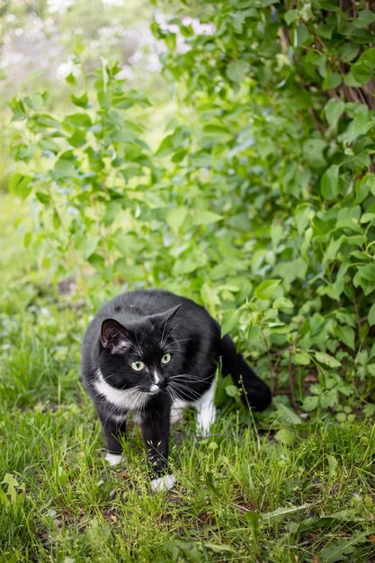 Schwarz-weiße Katze steht auf Gras zwischen grünen Büschen, während sie im Sommertag im Garten spazieren geht