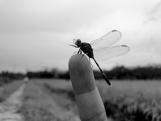 Schwarz-weiße Nahaufnahme Makroaufnahme einer tropischen Gartenlibelle am Finger